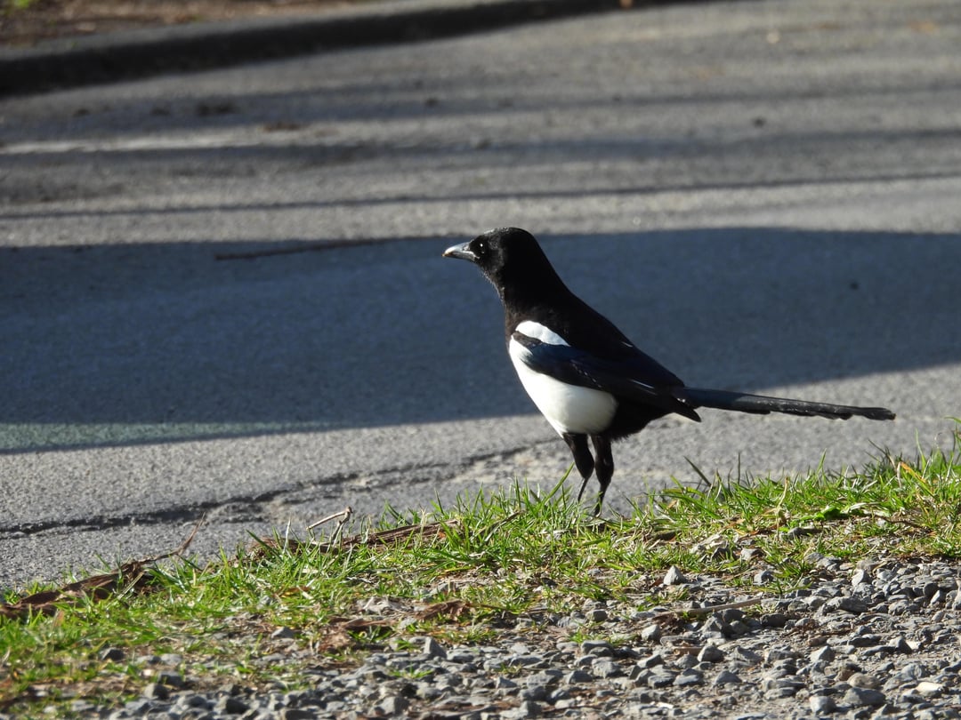 Sonnige Begegnung mit einer Elster ☀