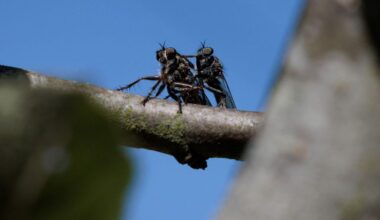 "Un résultat effarant, mais pas étonnant" : l’effondrement du nombre d'insectes se confirme grâce à une étude participative britannique