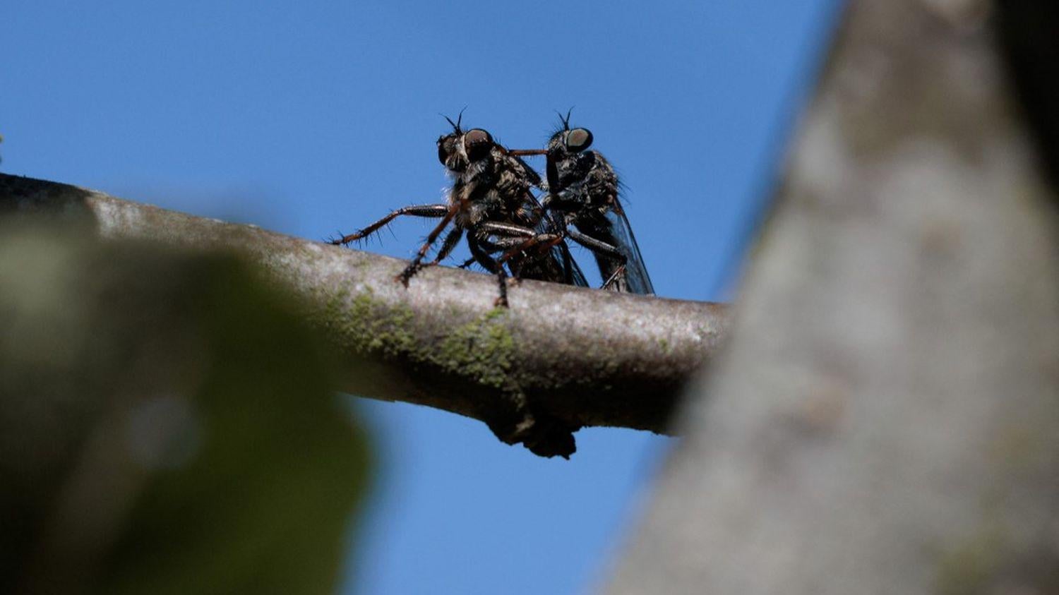 "Un résultat effarant, mais pas étonnant" : l’effondrement du nombre d'insectes se confirme grâce à une étude participative britannique