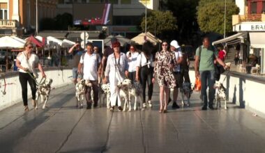 zadar dog-friendly destination