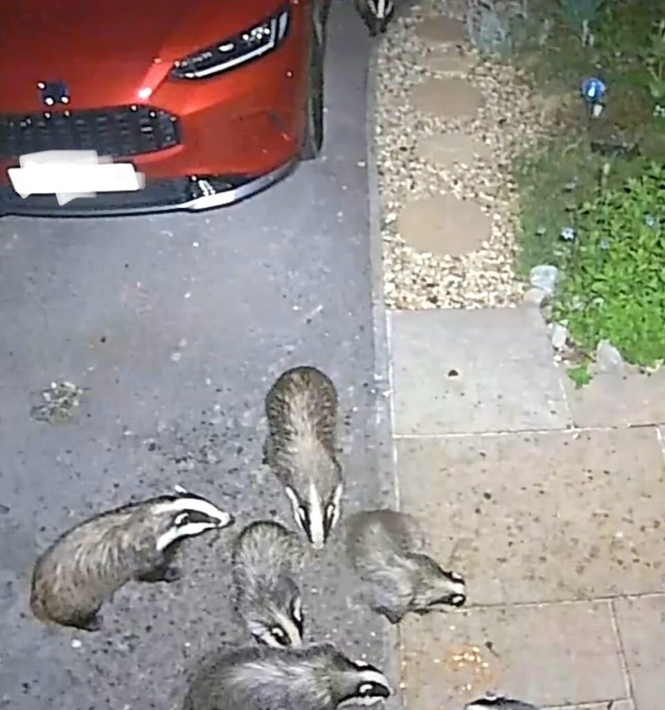 Badger buffet