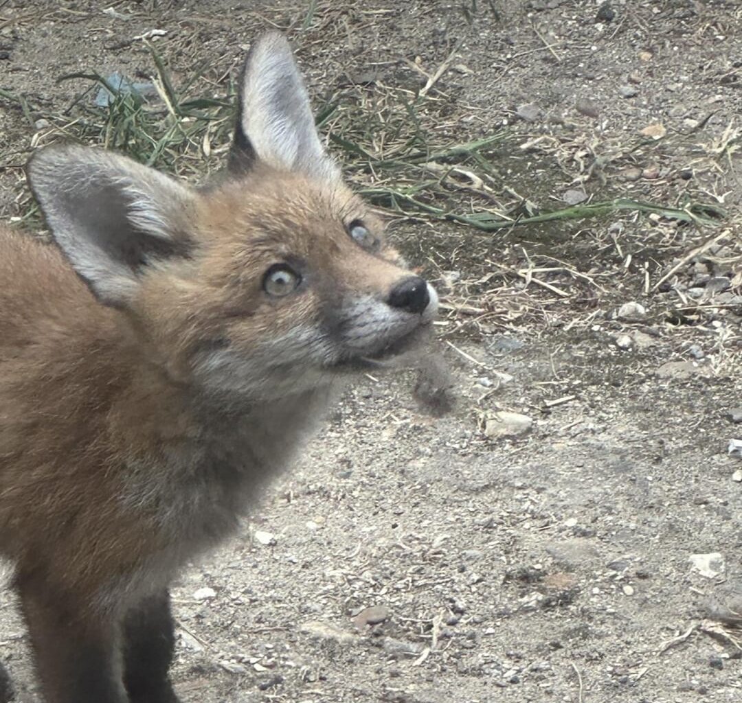 Update on the 5 baby garden wreckers (fox cubs)