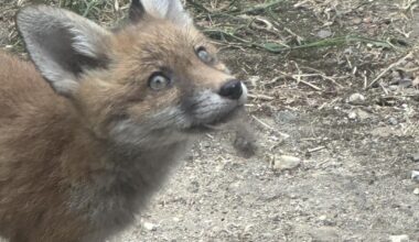 Update on the 5 baby garden wreckers (fox cubs)