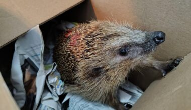 Spätes Update: Unserem Igel gehts gut! Er wurde nochmal schlafen gelegt, ist jetzt aufgewacht und sogar sein Auge konnte gerettet werden. Heute Abend wird er wieder bei uns in der Hecke ausgesetzt.