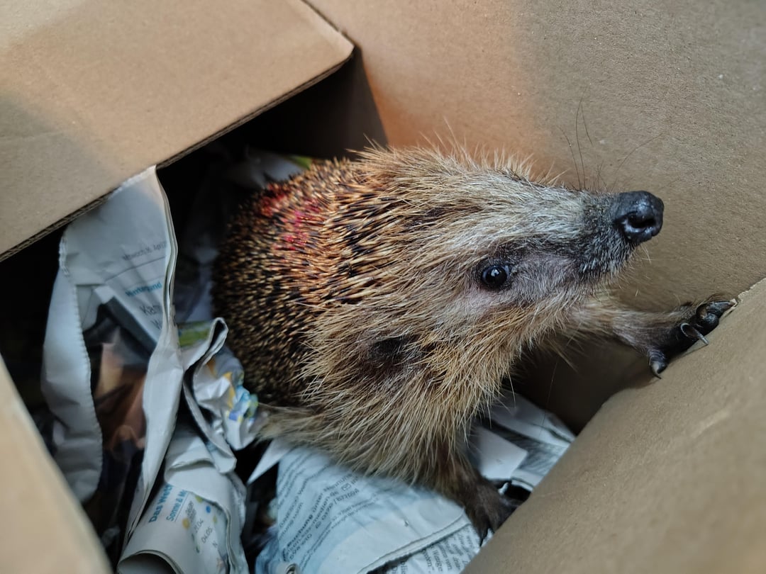 Spätes Update: Unserem Igel gehts gut! Er wurde nochmal schlafen gelegt, ist jetzt aufgewacht und sogar sein Auge konnte gerettet werden. Heute Abend wird er wieder bei uns in der Hecke ausgesetzt.