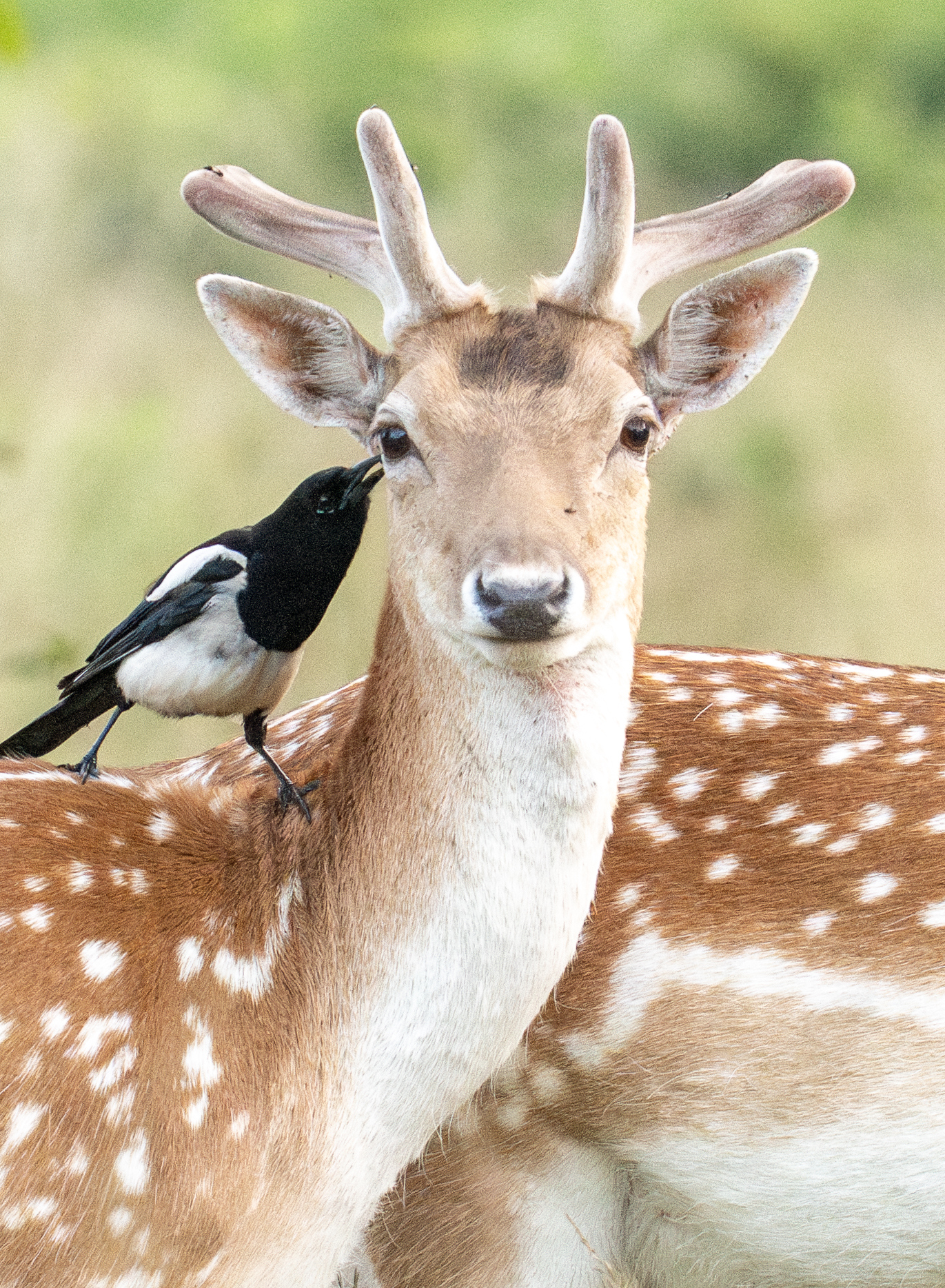 Magpie on fallow deer in Richmond Park.