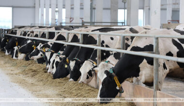 Centralized procurement of veterinary vaccines proposed in Belarus