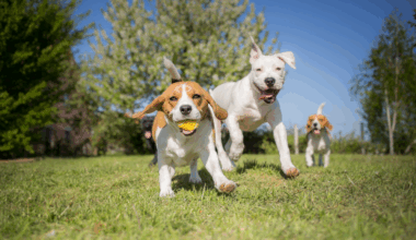 UK pet insurance market expected to more than double by 2030