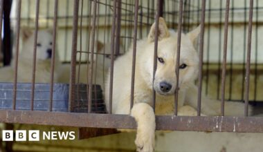 South Korea banned dog meat. So what happens to the dogs?