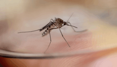 Warmer winters increase West Nile risk » Yale Climate Connections