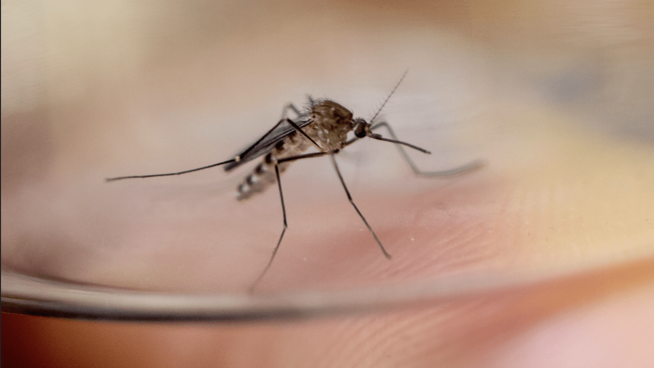 Warmer winters increase West Nile risk » Yale Climate Connections