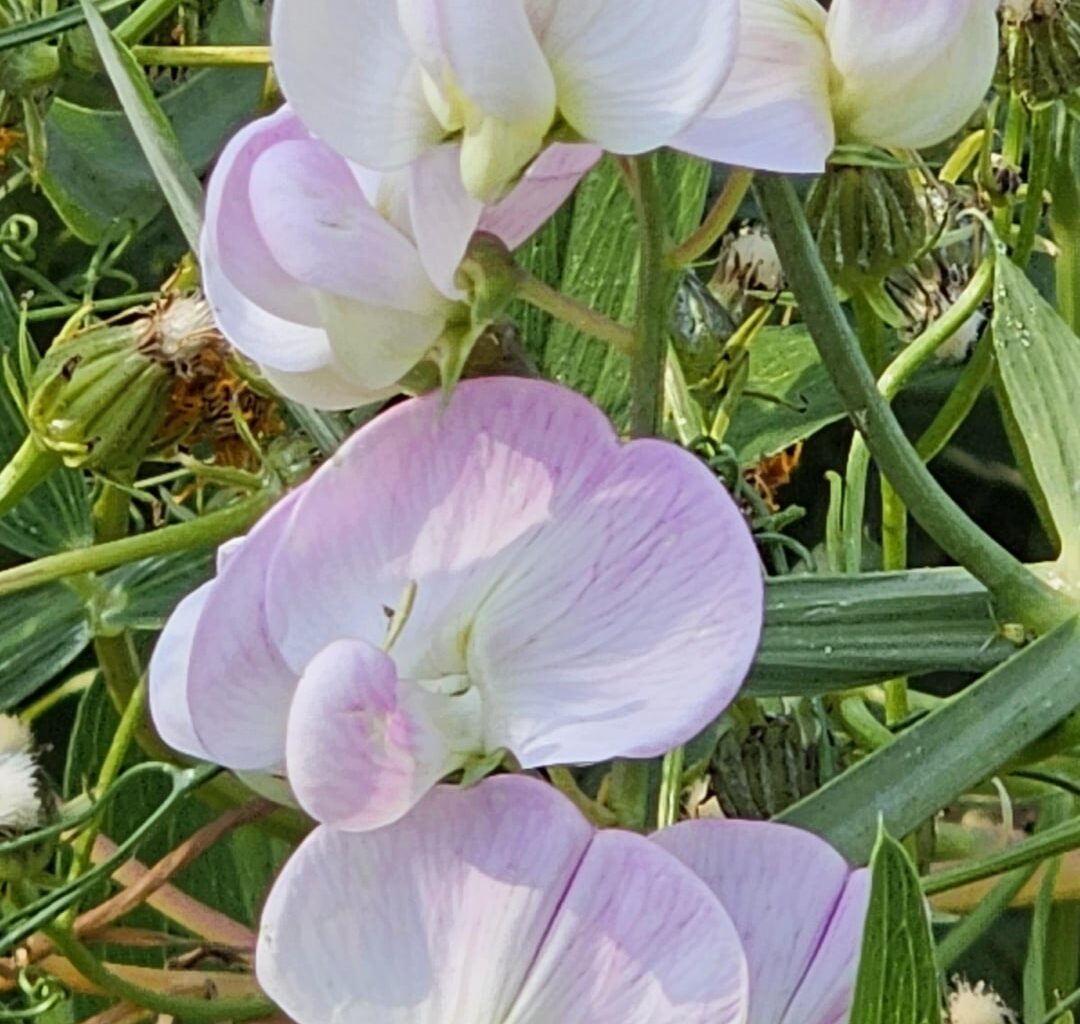 Auf einer Wiese