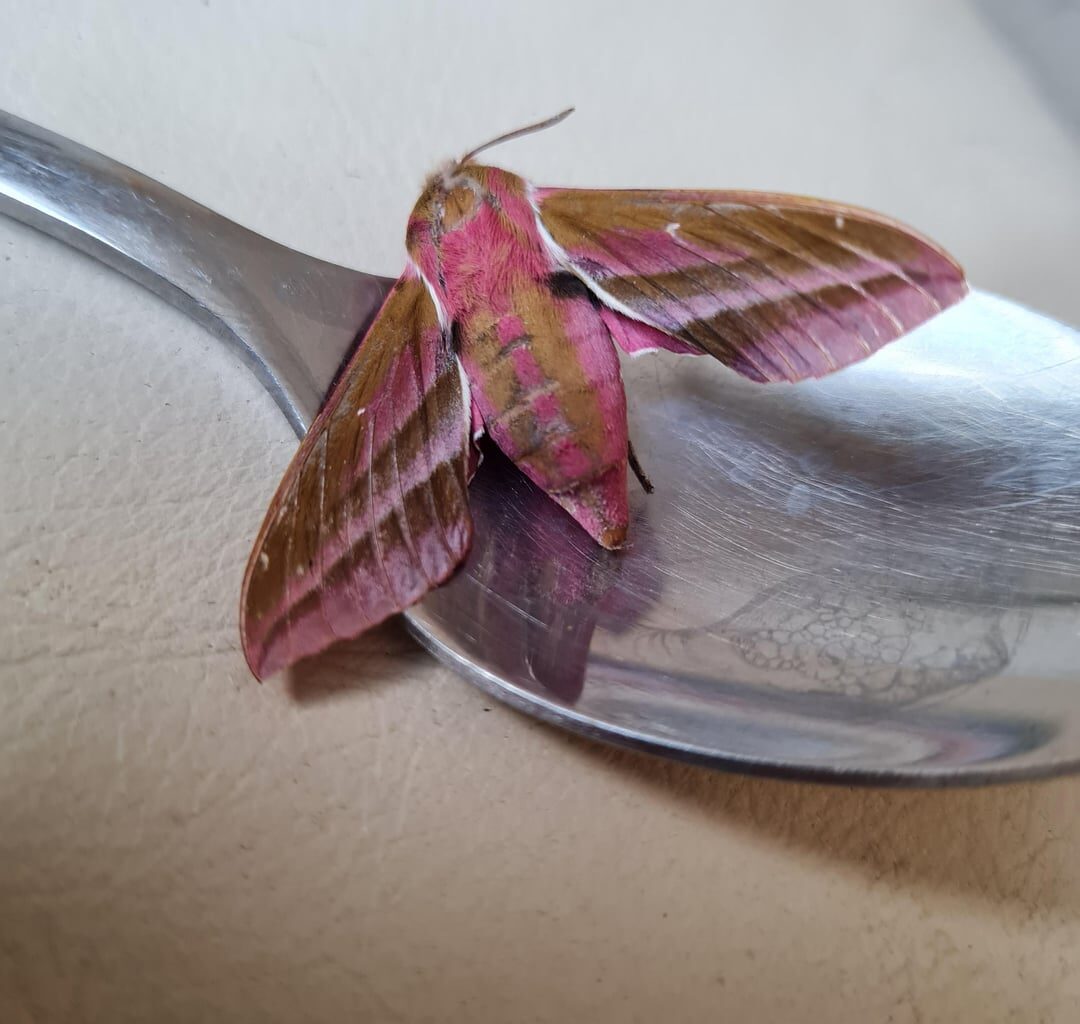 Found this beautiful Elephant Hawk-Moth. Not the usual run of the mill brown coloured night-time moths.