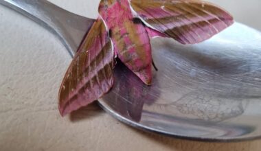 Found this beautiful Elephant Hawk-Moth. Not the usual run of the mill brown coloured night-time moths.