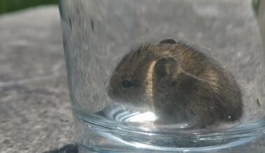 Was für eine Maus ist das?