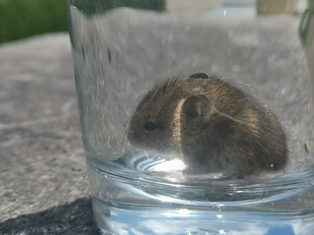 Was für eine Maus ist das?