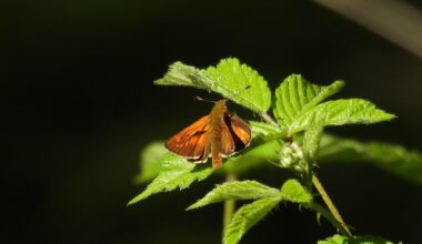 Ein Rostfarbiger Dickkopffalter