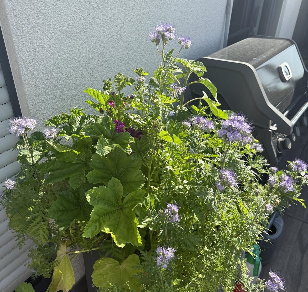 Ich hab auf meinem Balkon einen großen ungenutzten Topf mit alter Erde zur Blumenwiese gemacht!