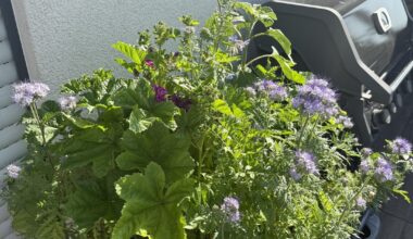 Ich hab auf meinem Balkon einen großen ungenutzten Topf mit alter Erde zur Blumenwiese gemacht!