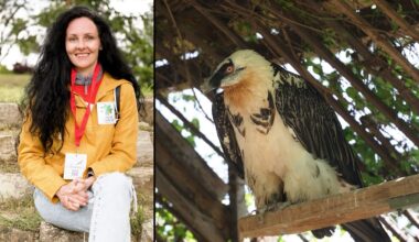 “It’s like a miracle”: the emotional reintroduction of the Bearded Vulture in Bulgaria