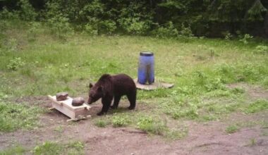 A Bear Wandered Into Lithuania's Capital. Hunters Refused to Kill It