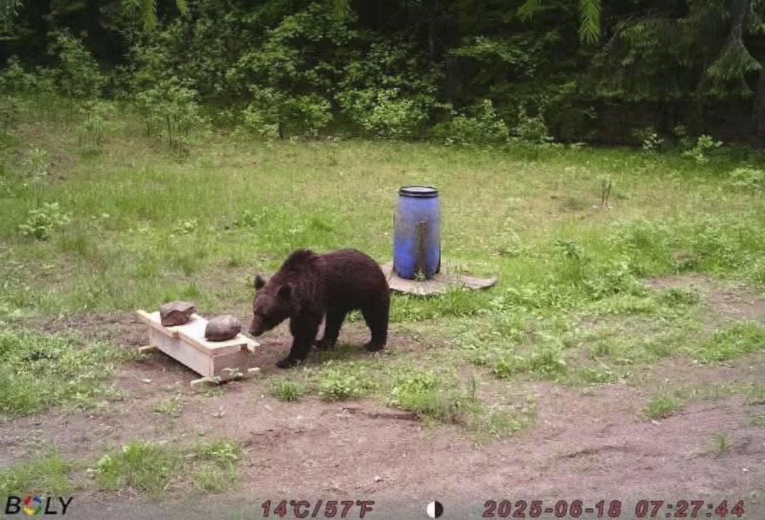 A Bear Wandered Into Lithuania's Capital. Hunters Refused to Kill It