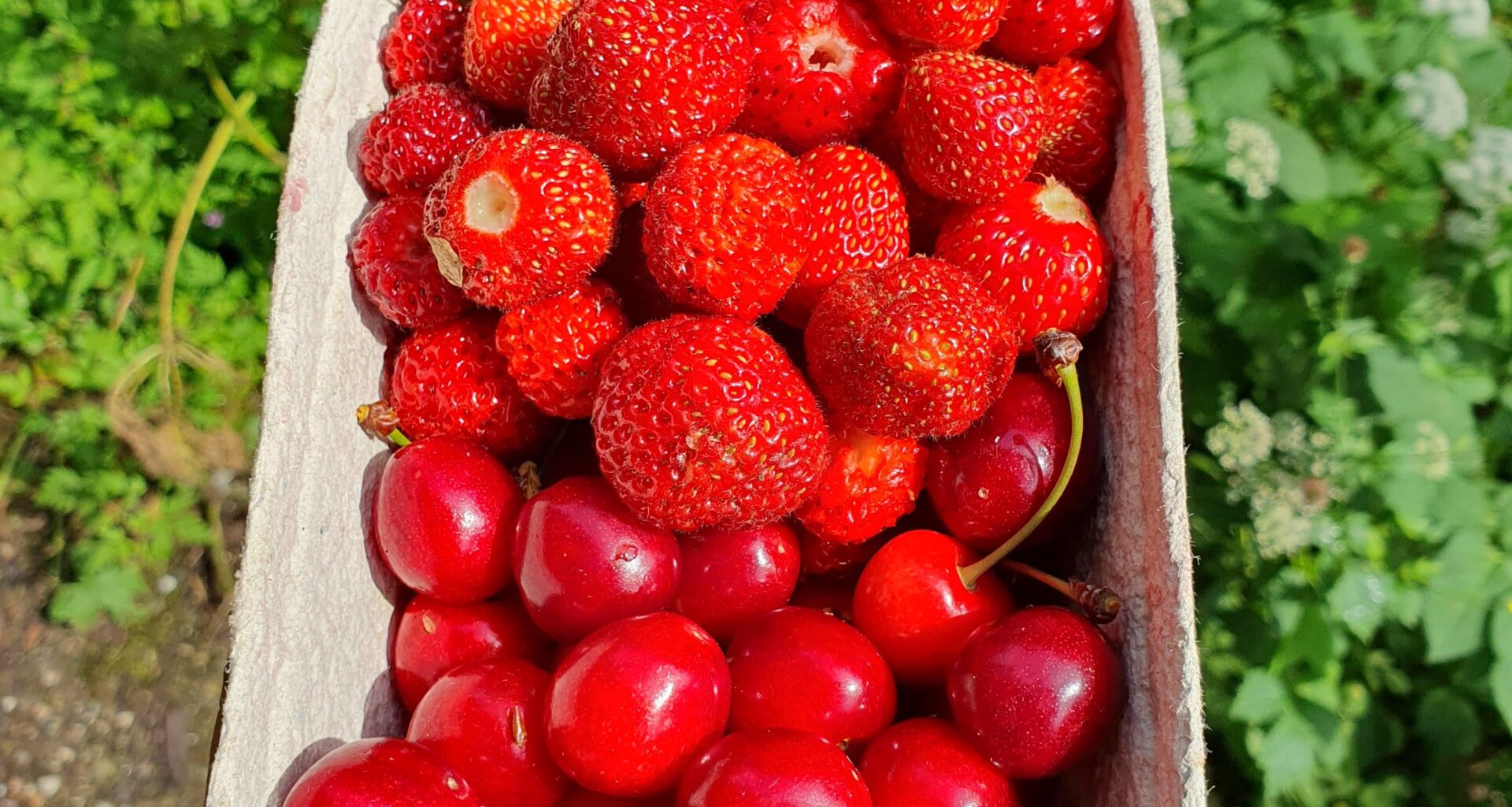 Rot rot rot ist meine ganze Ernte