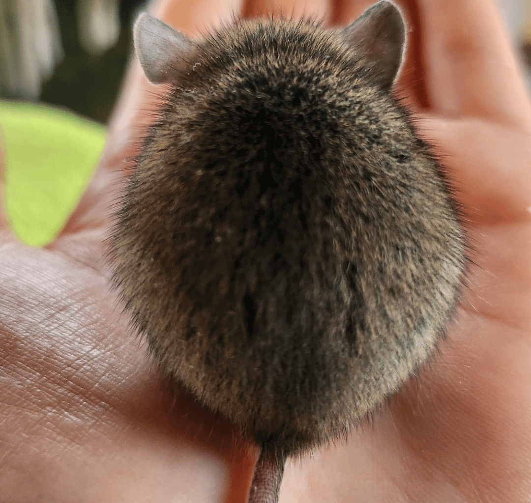Update: Kleiner Buddy hat mir kein Hanta verpasst