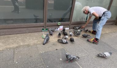 I have just seen a man in Glasgow running a pigeon football match on the pavement with pigeon themed sponsors.
