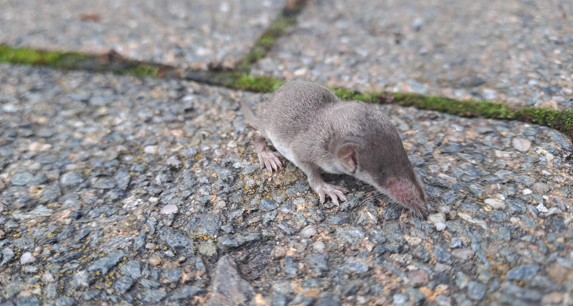 HILFE! Habe den Kleinen auf dem Parkplatz gefunden, wo er fiepend rumläuft. Wie helfe ich ihm?