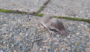 HILFE! Habe den Kleinen auf dem Parkplatz gefunden, wo er fiepend rumläuft. Wie helfe ich ihm?