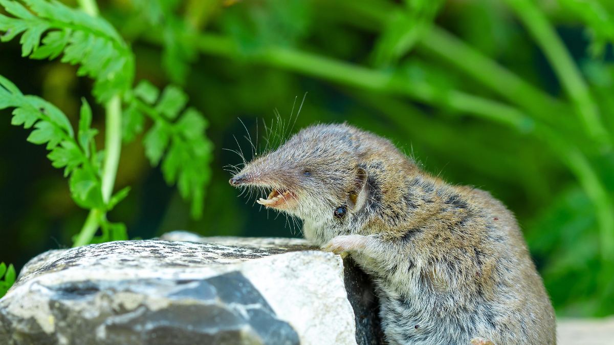 open mouth and white dangerous teeth. close-up of insect-eating mammal and tick insect (Ixodes) parasite in fur, Ixodidae tick