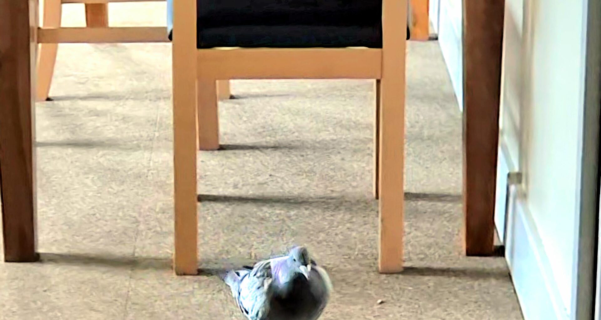 "Where the hell is my breakfast woman?"