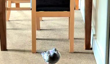 "Where the hell is my breakfast woman?"