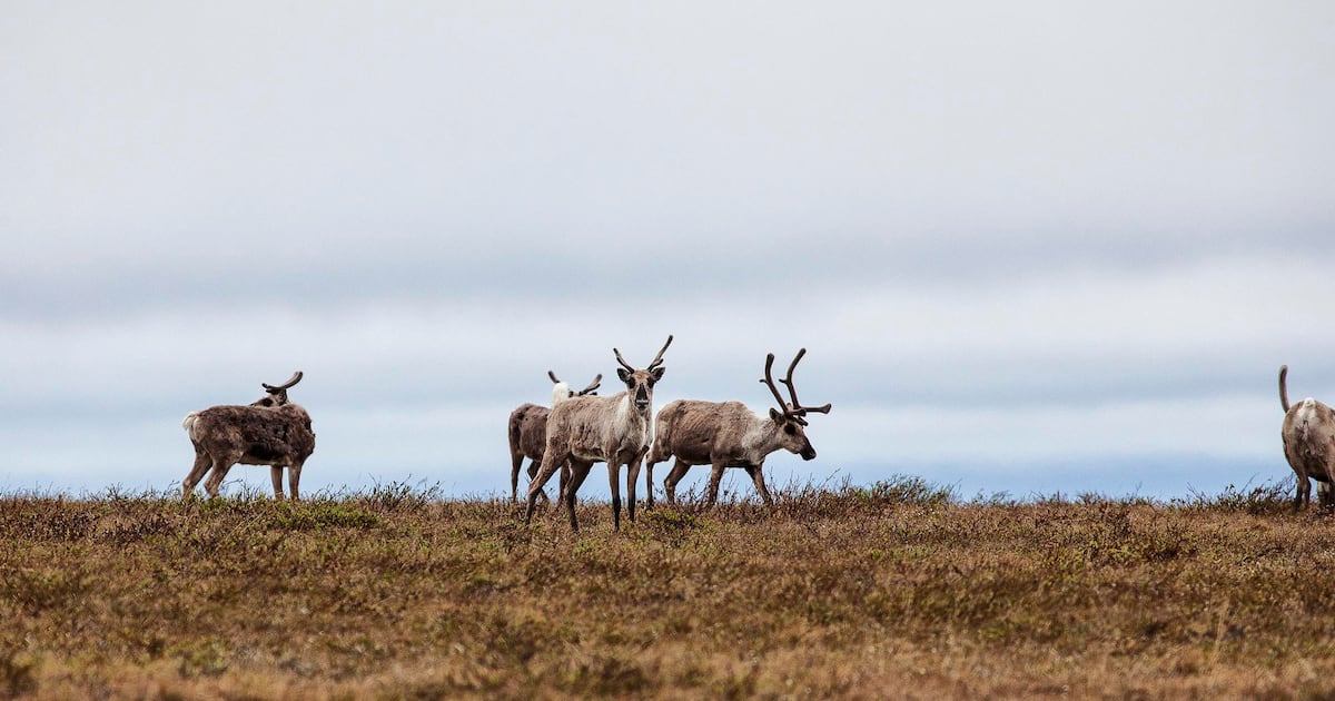 Trump moves to lift Biden-era curbs on drilling in National Petroleum Reserve-Alaska