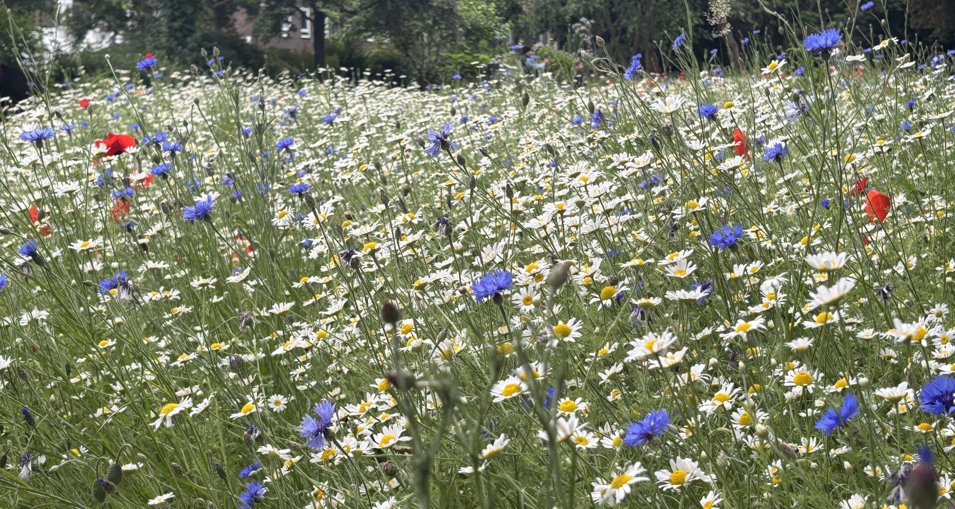 Duncan Terrace & Colebrooke Row Gardens: Islington