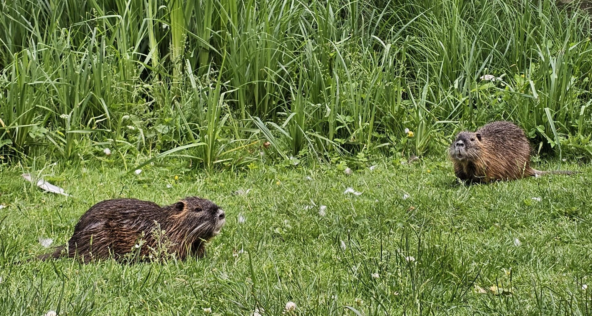 Bin heute einem Nutria-Pärchen begegnet 💚