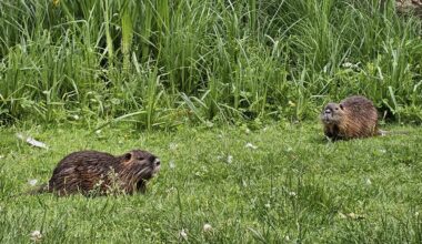 Bin heute einem Nutria-Pärchen begegnet 💚