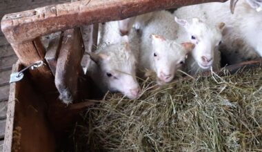 Sheep brought indoors due to severe weather