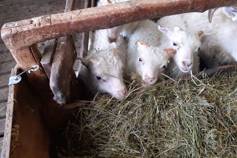 Sheep brought indoors due to severe weather