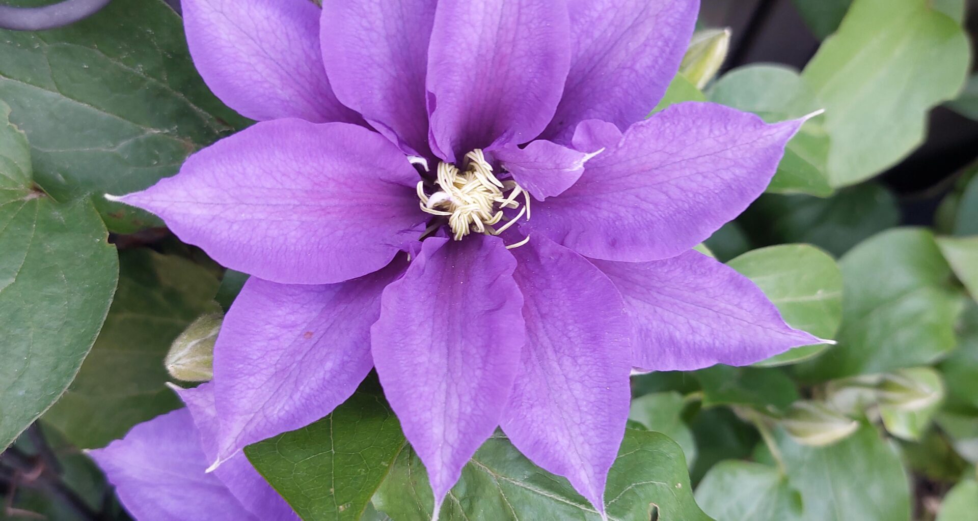 Bilderbuch-Clematis
