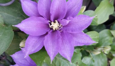 Bilderbuch-Clematis