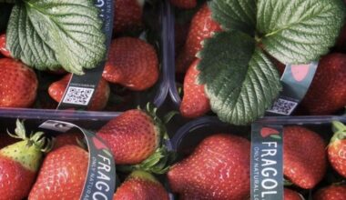 Albania: a rising player in Southeast Europe’s fresh produce market | News