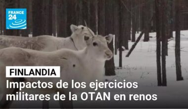 Ejercicios militares de la OTAN perturban a los renos de Finlandia