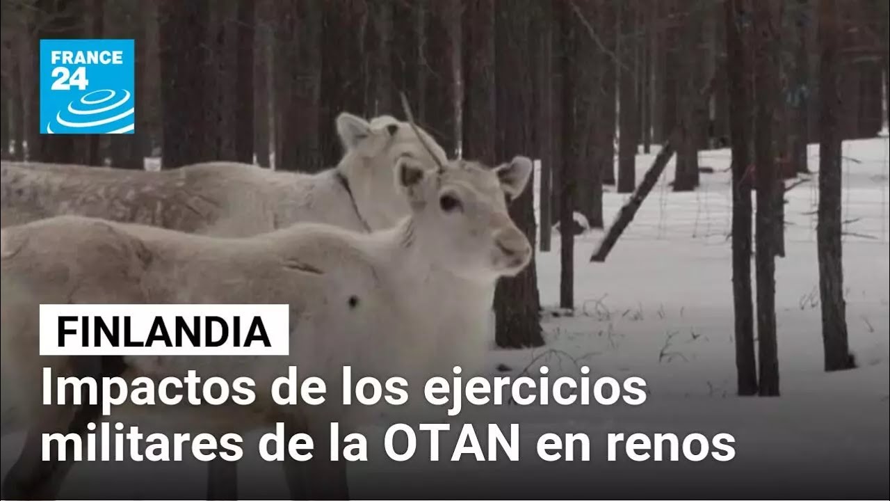 Ejercicios militares de la OTAN perturban a los renos de Finlandia