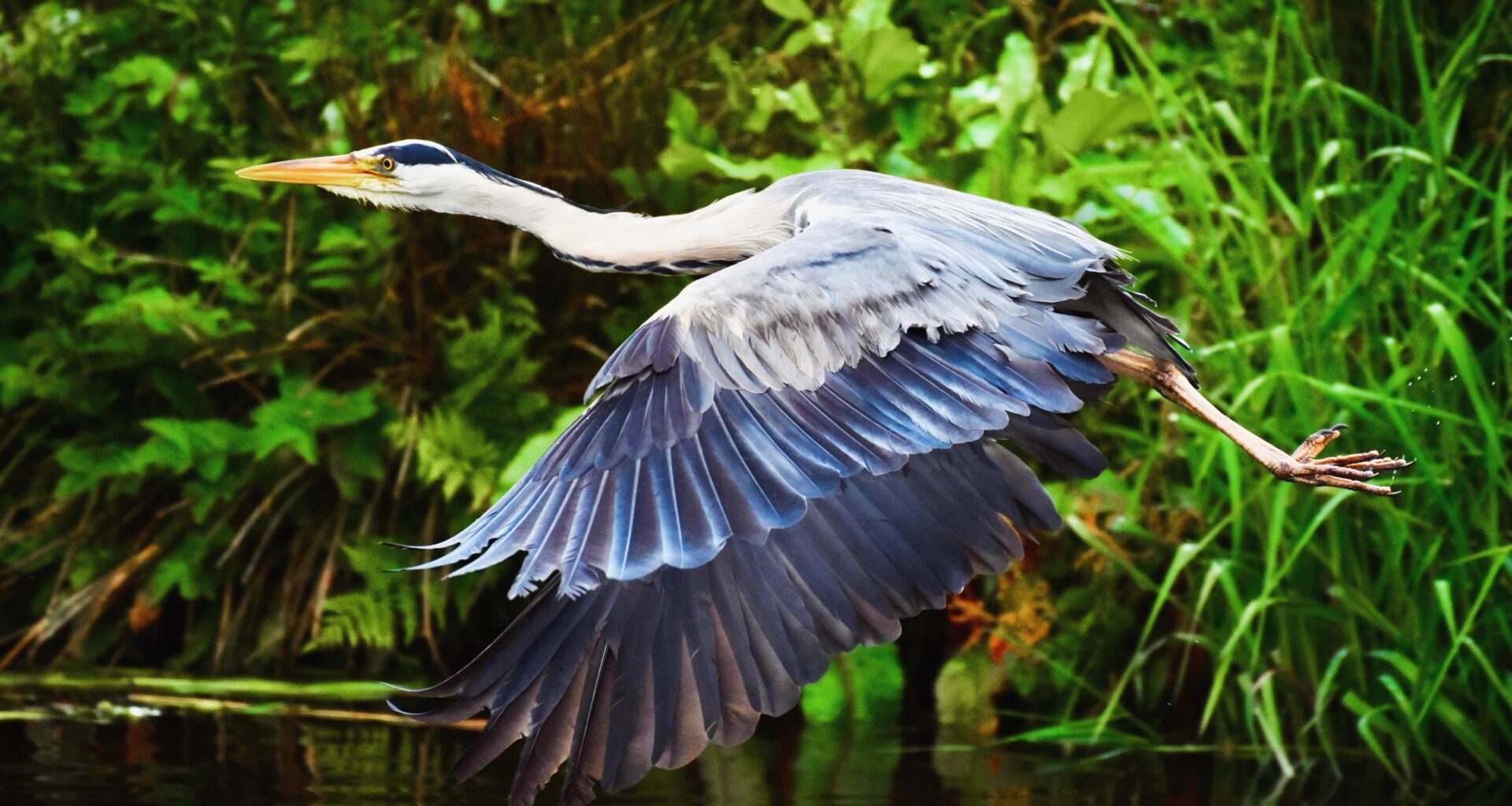 Grey Heron in flight 🏴󠁧󠁢󠁳󠁣󠁴󠁿