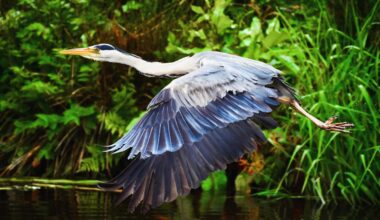 Grey Heron in flight 🏴󠁧󠁢󠁳󠁣󠁴󠁿