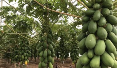 Spain mull exotics potential | News