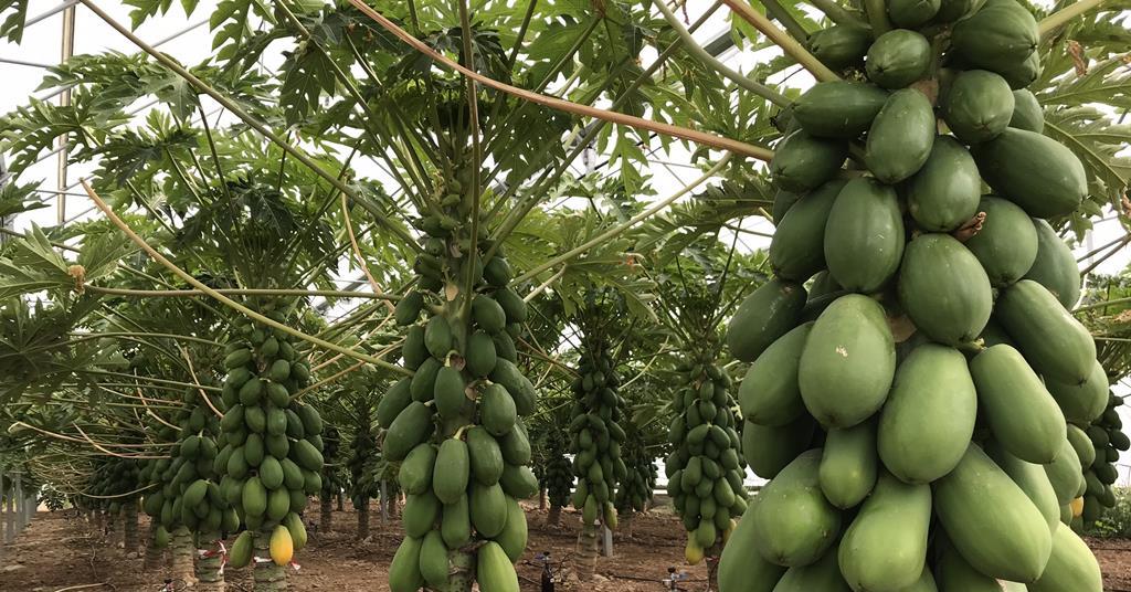 Spain mull exotics potential | News