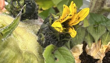 Extremer Blattläusebefall an Balkonsonnenblumen